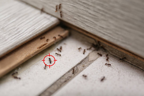 Best Affordable Pest Control Services  in Holley, FL