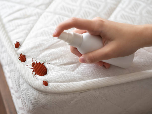 Best Local Pest Control Services  in Holley, FL