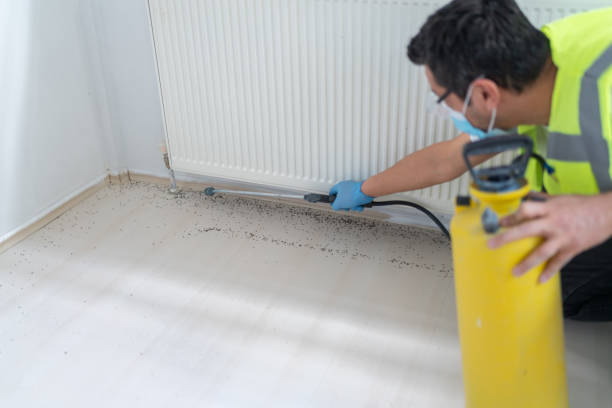 Best Rat Extermination Near Me  in Holley, FL