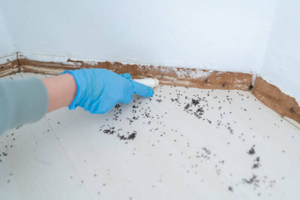 Best Pest Prevention Services  in Holley, FL
